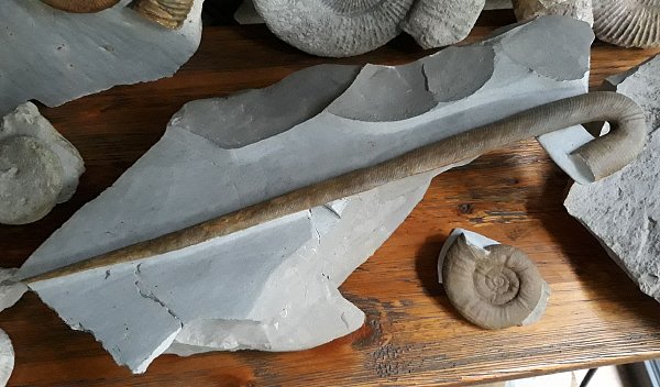 Fossile Amorina cincta. 